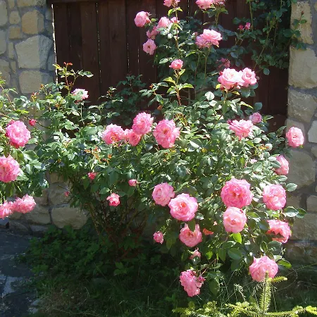 гірський ياريمتشي