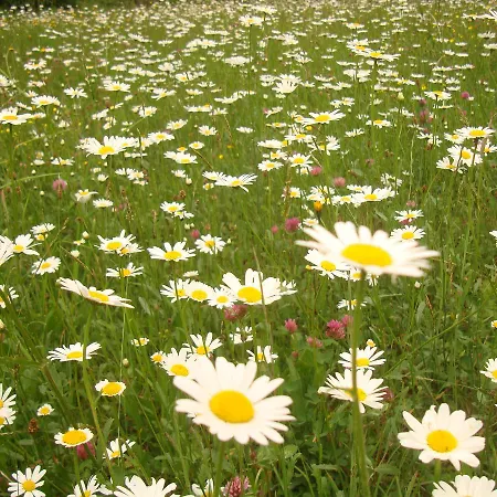 بيت للعطل гірський